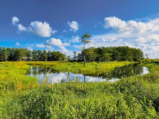 A marshland in Palm Beach Gardens, Florida.