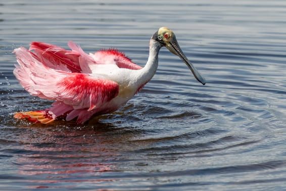 Roseate Spoonbill Landing on the marsh near Fellsmere, Florida.